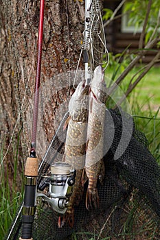 Freshwater Northern pike fish know as Esox Lucius on fish stringer and fishing equipment. Fishing concept, good catch - big