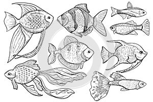 Freshwater and ocean fish animal sketch on white