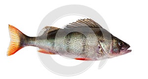 Freshwater perch