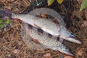 Freshwater pike fish. Big freshwater pike fish lies on keep net with fishery catch in it