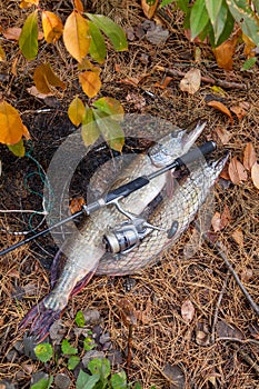 Freshwater pike fish. Big freshwater pike fish lies on keep net with fishery catch in it and fishing rod with reel