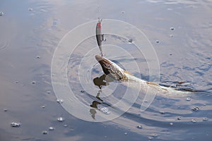 Freshwater pike fish. Just caught freshwater fish Northern pike in pound water