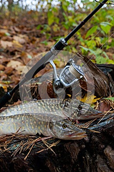 Freshwater pike fish lies on a wooden hemp and fishing rod with