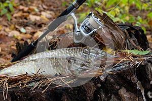 Freshwater pike fish lies on a wooden hemp and fishing rod with