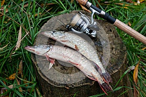 Freshwater pike fish lies on a wooden hemp and fishing rod with