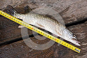 Freshwater pike fish and tape-measure on wooden background.