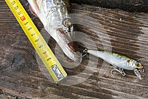 Freshwater pike fish and tape-measure on wooden background.
