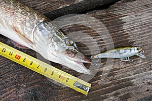 Freshwater pike fish and tape-measure on wooden background.