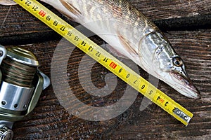 Freshwater pike fish and tape-measure on wooden background.