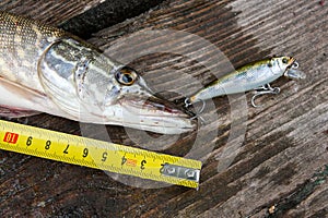 Freshwater pike fish and tape-measure on wooden background.