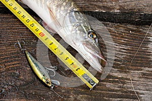 Freshwater pike fish and tape-measure on wooden background. photo
