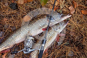 Freshwater pike fish. Two freshwater pike fish and fishing rod with reel on yellow leaves at autumn time