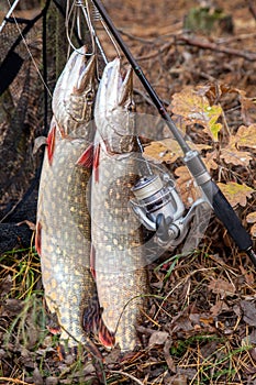 Freshwater pike fish. Two freshwater pike fish on fish stringer and fishing rod with reel on natural background
