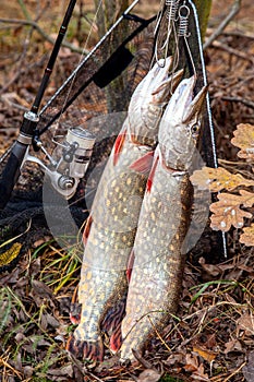 Freshwater pike fish. Two freshwater pike fish on fish stringer and fishing rod with reel on natural background