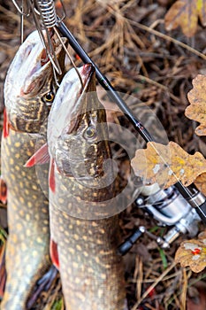 Freshwater pike fish. Two freshwater pike fish on fish stringer and fishing rod with reel on yellow leaves at autumn time