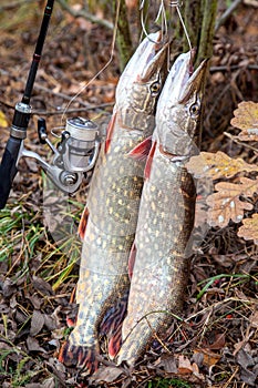 Freshwater pike fish. Two freshwater pike fish on fish stringer and fishing rod with reel on yellow leaves at autumn time