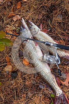 Freshwater pike fish. Two freshwater pike fish and fishing rod with reel on yellow leaves at autumn time