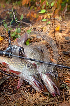 Freshwater pike fish. Two freshwater pike fish and fishing rod with reel on yellow leaves at autumn time