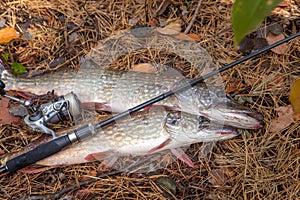 Freshwater pike fish. Two freshwater pike fish and fishing rod with reel on yellow leaves at autumn time