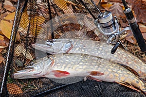 Freshwater pike fish. Two freshwater pikes fish, fishing rod with reel and black landing net as background