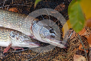 Freshwater pike fish. Two Freshwater pikes fish lies on keep net at autumn time