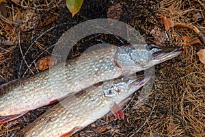 Freshwater pike fish. Two Freshwater pikes fish lies on keep net at autumn time