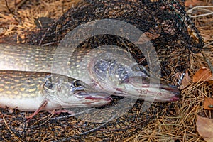 Freshwater pike fish. Two Freshwater pikes fish lies on keep net at autumn time