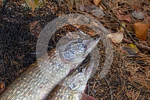 Freshwater pike fish. Two Freshwater pikes fish lies on keep net at autumn time
