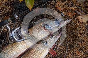 Freshwater pike fish. Two Freshwater pikes fish lies on keep net and fishing rod with reel