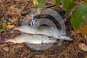 Freshwater pike fish. Two Freshwater pikes fish lies on keep net and fishing rod with reel