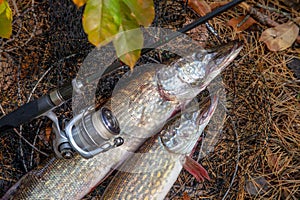 Freshwater pike fish. Two Freshwater pikes fish lies on keep net and fishing rod with reel