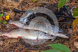 Freshwater pike fish. Two Freshwater pikes fish lies on keep net and fishing rod with reel