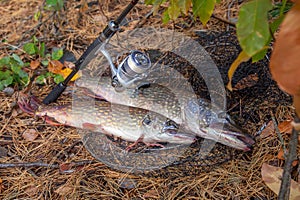 Freshwater pike fish. Two Freshwater pikes fish lies on keep net and fishing rod with reel