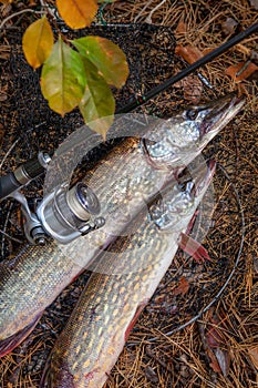 Freshwater pike fish. Two Freshwater pikes fish lies on keep net and fishing rod with reel