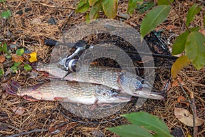 Freshwater pike fish. Two Freshwater pikes fish lies on keep net and fishing rod with reel