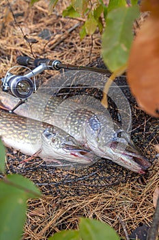 Freshwater pike fish. Two Freshwater pikes fish lies on keep net and fishing rod with reel