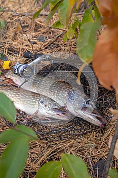 Freshwater pike fish. Two Freshwater pikes fish lies on keep net and fishing rod with reel