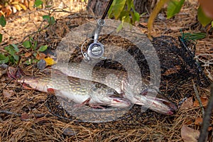 Freshwater pike fish. Two Freshwater pikes fish lies on keep net and fishing rod with reel