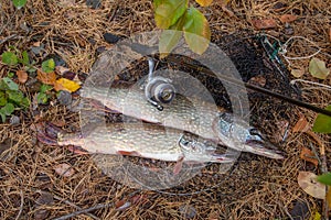 Freshwater pike fish. Two Freshwater pikes fish lies on keep net and fishing rod with reel