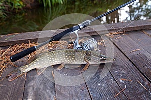 Freshwater pike and fishing equipment lies on wooden background with yellow leaves