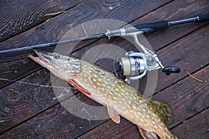 Freshwater pike and fishing equipment lies on wooden background with yellow leaves