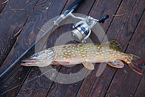 Freshwater pike and fishing equipment lies on wooden background with yellow leaves