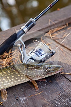 Freshwater pike and fishing equipment lies on wooden background with yellow leaves