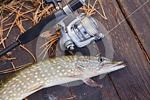 Freshwater pike and fishing equipment lies on wooden background with yellow leaves