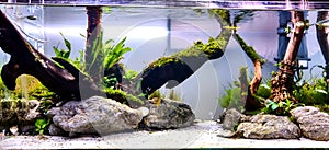 Freshwater planted aquarium (aquascape) with live plants and driftwood