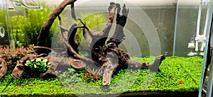 Freshwater planted aquarium (aquascape) with live plants and driftwood