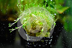 Freshwater planted aquarium small. Classic plant species for the beginner!