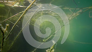 Freshwater plants underwater in a granite quarry near the Southern Bug River, Migeya village