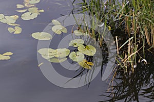 Freshwater pond with water lilies, tall grass, and aquatic plants