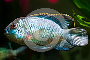 Freshwater powerful male cichlid Nannacara anomala neon blue in spawning coloration, side view